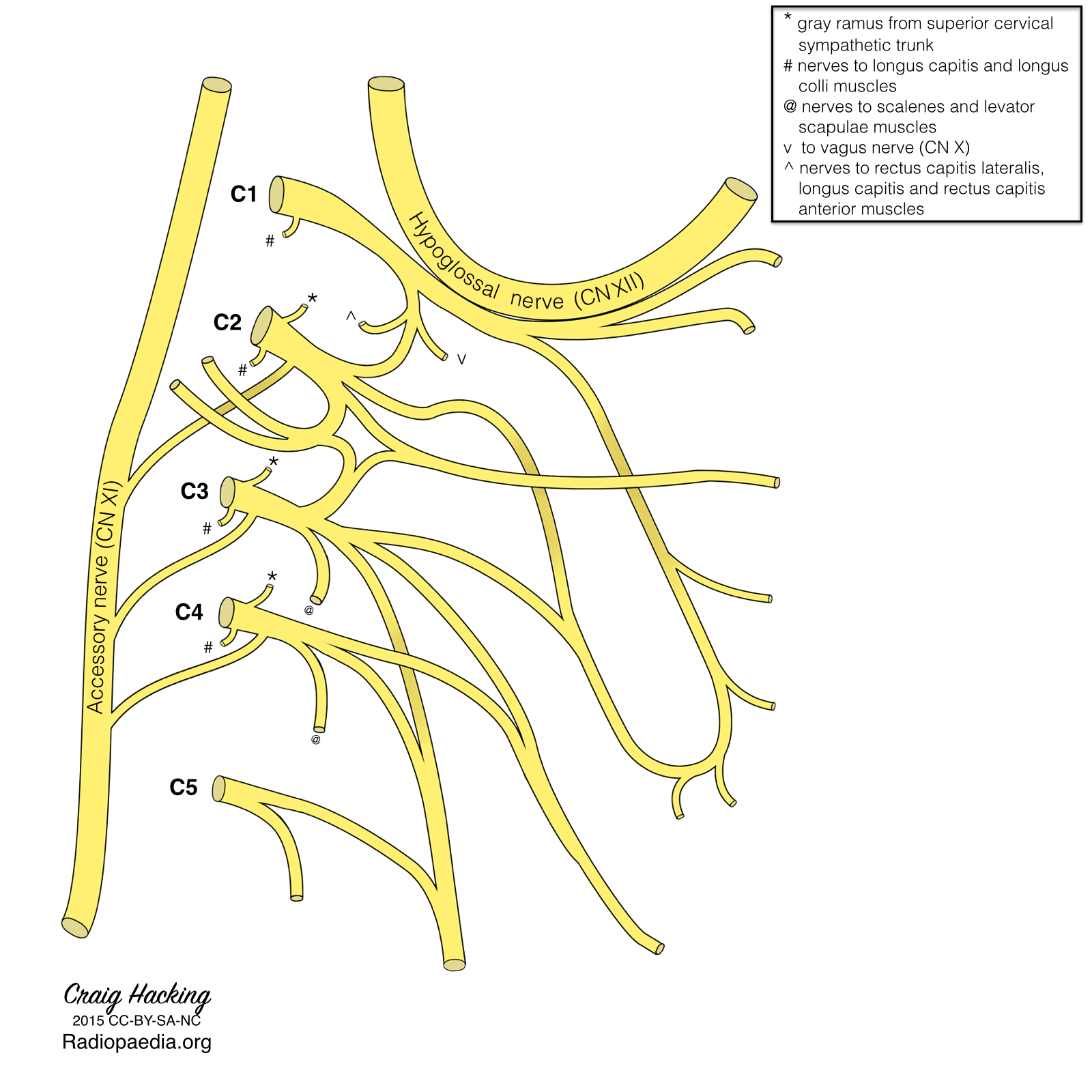 Radiopaedia Drawing Cervical Plexus Labels Anatomytool 1814